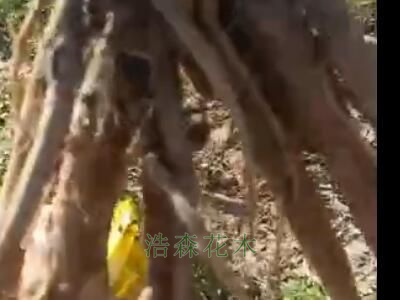 10000棵觀賞切花芍藥發往東北