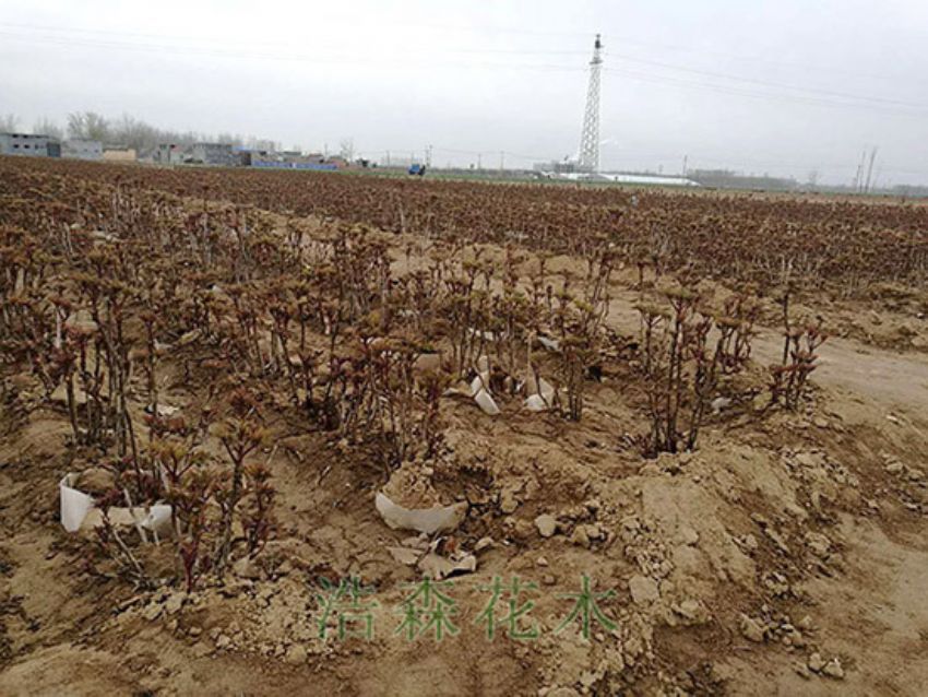 適合春天移栽帶營養缽牡丹苗