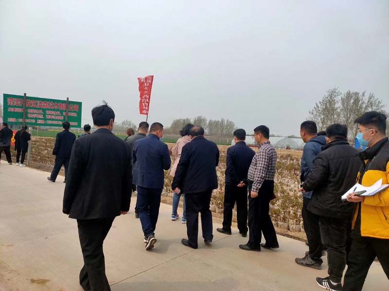 市牡丹產(chǎn)業(yè)中心、市宣傳部的領(lǐng)導(dǎo)及各大媒體來公司基地考察指導(dǎo)工作